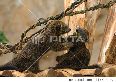 Binturong Arctictis binturong, also known as bearcat. Wildlife animal. 116608489