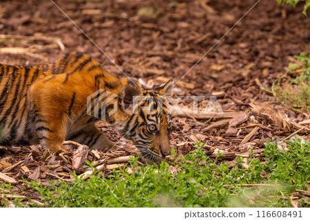 Tiger cubs playing with his mother,sumatra tiger Panthera tigris Tiger cubs playing with his mother,sumatra tiger Panthera tigris 116608491