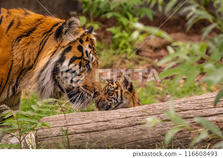 Tiger cubs playing with his mother,sumatra tiger Panthera tigris Tiger cubs playing with his mother,sumatra tiger Panthera tigris 116608493
