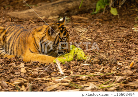 Tiger cubs playing with his mother,sumatra tiger Panthera tigris Tiger cubs playing with his mother,sumatra tiger Panthera tigris 116608494