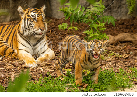 Tiger cubs playing with his mother,sumatra tiger Panthera tigris 116608496