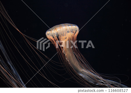 Floating jellyfish Floating jellyfish 116608527