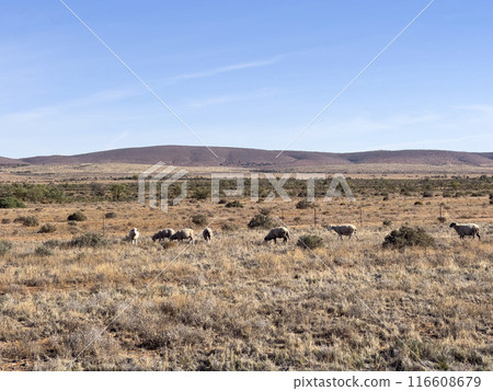 Mountains in the Australian Outback Mountains in the Australian Outback 116608679