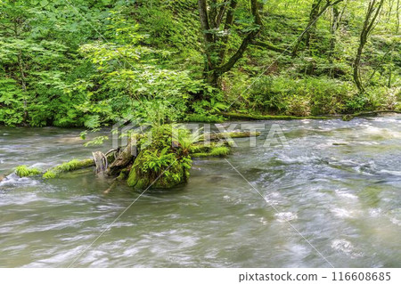Summer Oirase Gorge, Ishigedo Rapids, Towada City, Aomori Prefecture 116608685