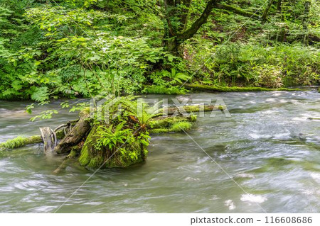 Summer Oirase Gorge, Ishigedo Rapids, Towada City, Aomori Prefecture Summer Oirase Gorge, Ishigedo Rapids, Towada City, Aomori Prefecture 116608686