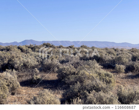 Arid Beauty - Flinders Ranges Landscape 116608687