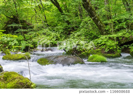 Summer Oirase Gorge, Ishigedo Rapids, Towada City, Aomori Prefecture Summer Oirase Gorge, Ishigedo Rapids, Towada City, Aomori Prefecture 116608688