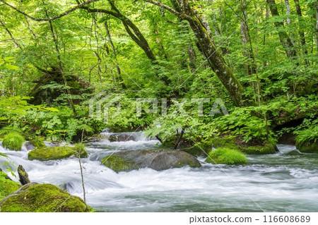 Summer Oirase Gorge, Ishigedo Rapids, Towada City, Aomori Prefecture 116608689