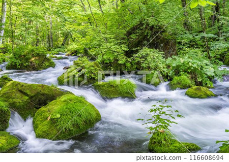 青森縣十和田市石角之莊夏季的奧入瀨溪流 116608694