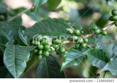 Coffee plants to mature. 116608865