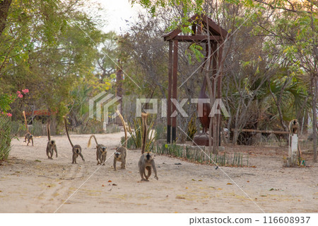 brown lemur (Eulemur fulvus) in Lemur Park, Madagascar 116608937