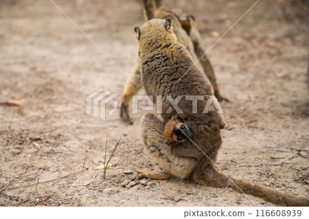 Common brown lemur (Eulemur fulvus) with orange eyes. 116608939