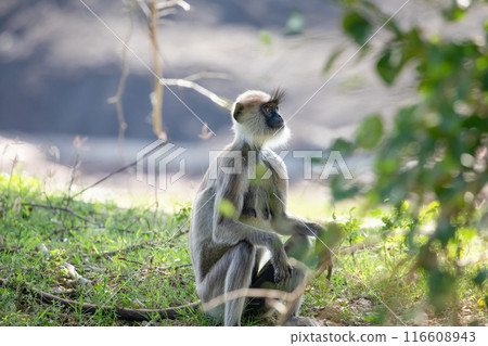 black faced grey langur monkey in Yala National Park, Sri Lanka 116608943