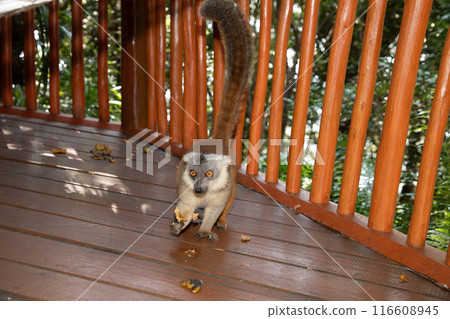 Red lemur (Eulemur Coronatus), endemic animal Red lemur (Eulemur Coronatus), endemic animal 116608945