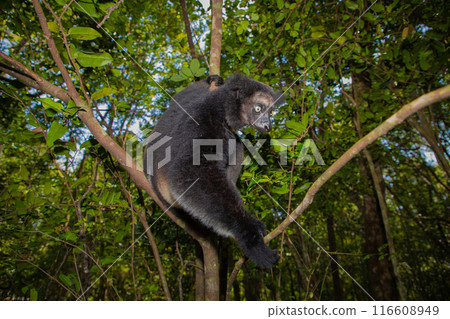 Lemur Indri indri, babakoto largest lemur from Madagascar 116608949