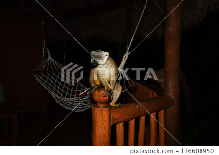 Lemur mischiefs on veranda bungalow and waits for food Lemur mischiefs on veranda bungalow and waits for food 116608950
