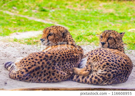 two cheetahs are resting nearby on the green grass, close up two cheetahs are resting nearby on the green grass, close up 116608955
