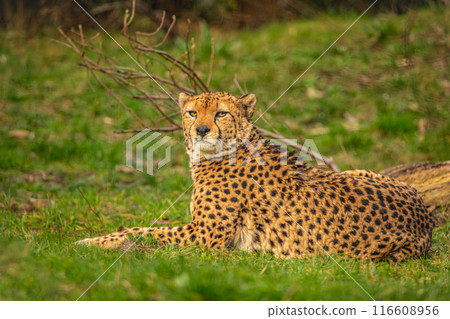 cheetah resting on green grass, very close eye contact. 116608956