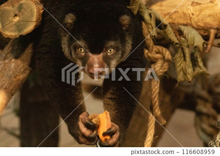 cute wild bear cuscus aulirops ursinus arboreal against blure background. 116608959