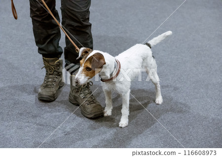 Jack russel terrier with woman Jack russel terrier with woman 116608973