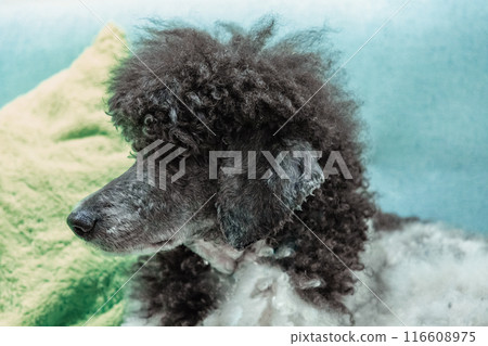 beautiful well-groomed gray and white poodle 116608975