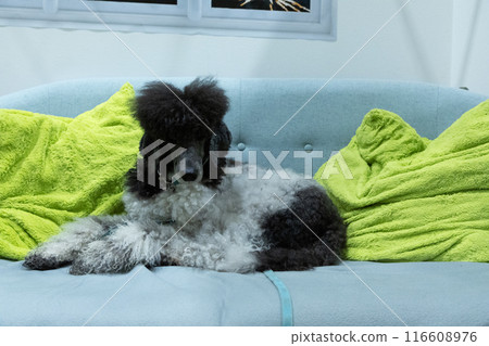 beautiful well-groomed gray and white poodle beautiful well-groomed gray and white poodle 116608976