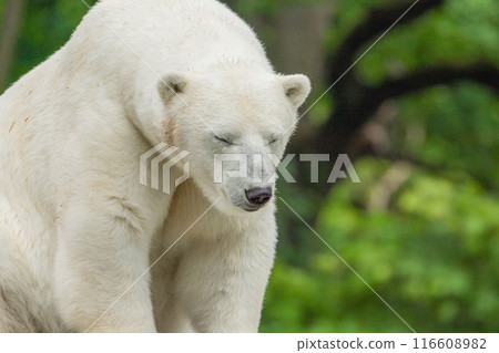 Polar Bear takes a rest 116608982