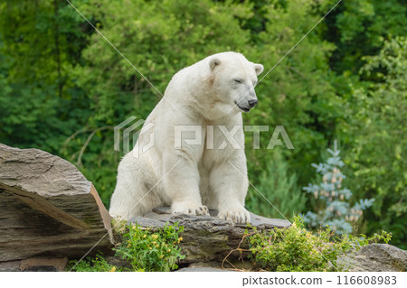Polar Bear takes a rest Polar Bear takes a rest 116608983