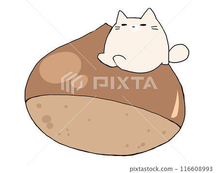 Surprised Cat Surprised Cat 116608993
