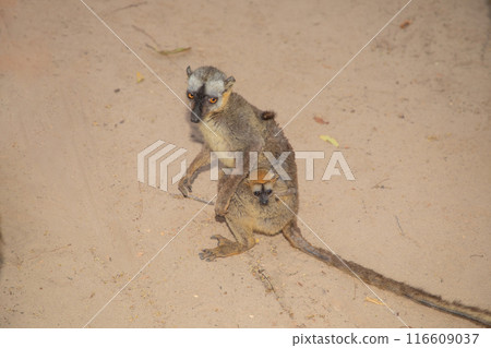 brown lemur (Eulemur fulvus) in Lemur Park, Madagascar brown lemur (Eulemur fulvus) in Lemur Park, Madagascar 116609037