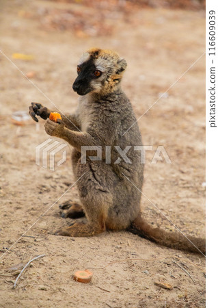 Common brown lemur (Eulemur fulvus) with orange eyes. 116609039