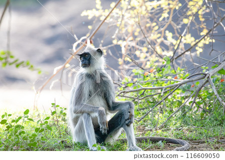 black faced grey langur monkey in Yala National Park, Sri Lanka 116609050