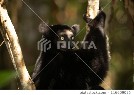 Lemur Indri indri, babakoto largest lemur from Madagascar Lemur Indri indri, babakoto largest lemur from Madagascar 116609055