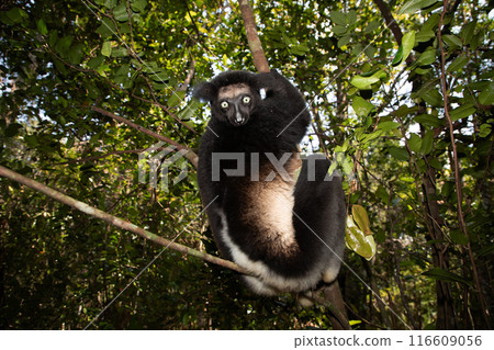 Lemur Indri indri, babakoto largest lemur from Madagascar Lemur Indri indri, babakoto largest lemur from Madagascar 116609056