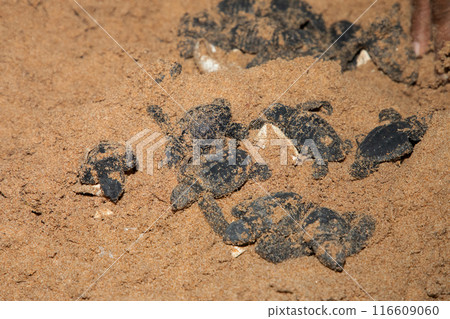 human hands hold newborn sea turtle babies in sand 116609060