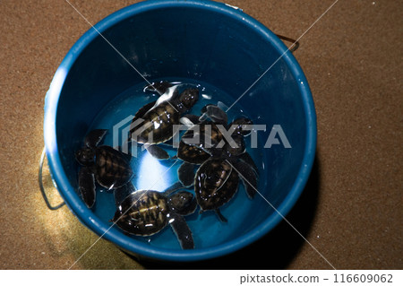 Baby turtle in a farm. Top view 116609062