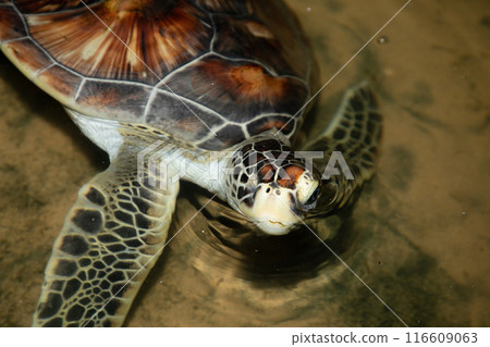 Baby turtle in a farm 116609063