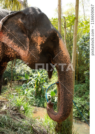 large Asian elephant with specific skin color, 116609067