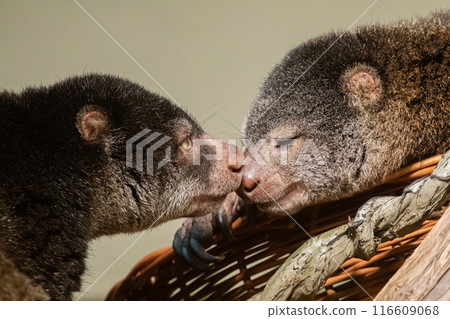 cute wild bear cuscus aulirops ursinus arboreal against blure background. 116609068