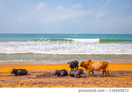 Cows on beach Sri Lanka 116609072