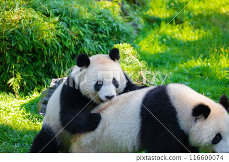 cheerful playing pandas on green lawn 116609074