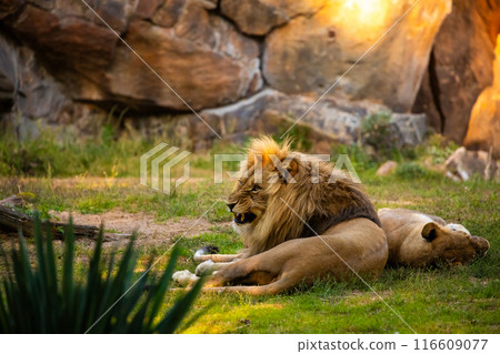 Pair adult Lions playing in zoological garden 116609077