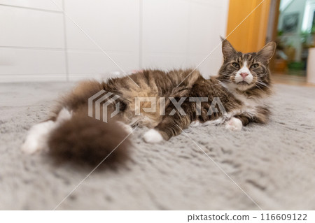 beautiful large domestic Maine Coon cat beautiful large domestic Maine Coon cat 116609122