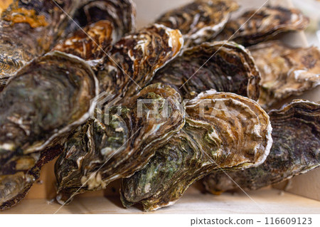 A dozen fresh, closed oysters lie in a wooden box. A dozen fresh, closed oysters lie in a wooden box. 116609123