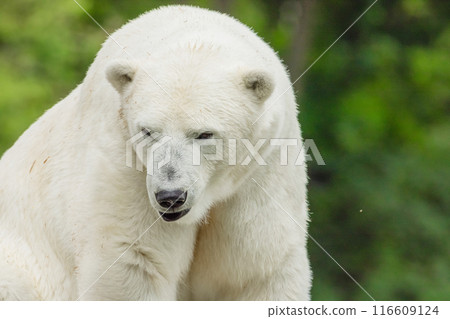 Polar Bear takes a rest 116609124