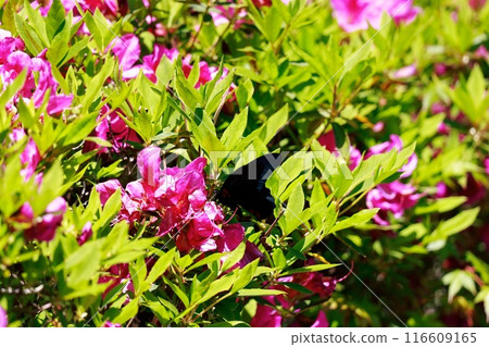Butterfly resting on Satsuki: Swallowtail 116609165