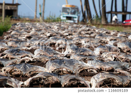 Tuna drying process on the coast of Sri Lanka Tuna drying process on the coast of Sri Lanka 116609189