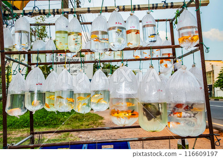 Goldfish fishbowl. aquarium fish for sale 116609197