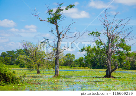 traditional Sri Lankan landscape. Small blue lake and trees around. 116609259