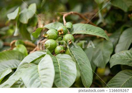 Three guava are on the tree branch 116609267